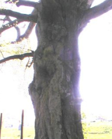 熱像儀應(yīng)用于科學(xué)研究