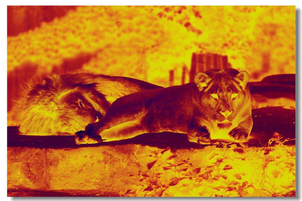 你知道怎么使用在線式紅外熱像儀嗎？