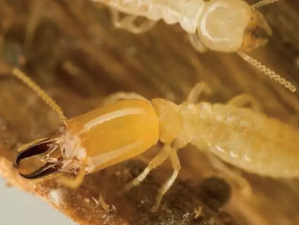 紅外熱像儀測螞蟻