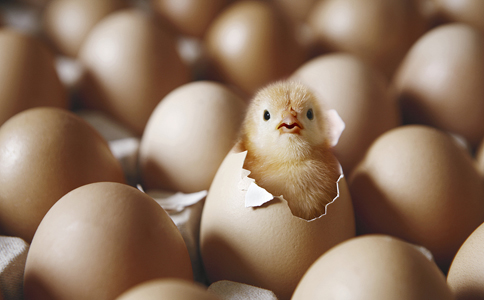 雞蛋孵化1
