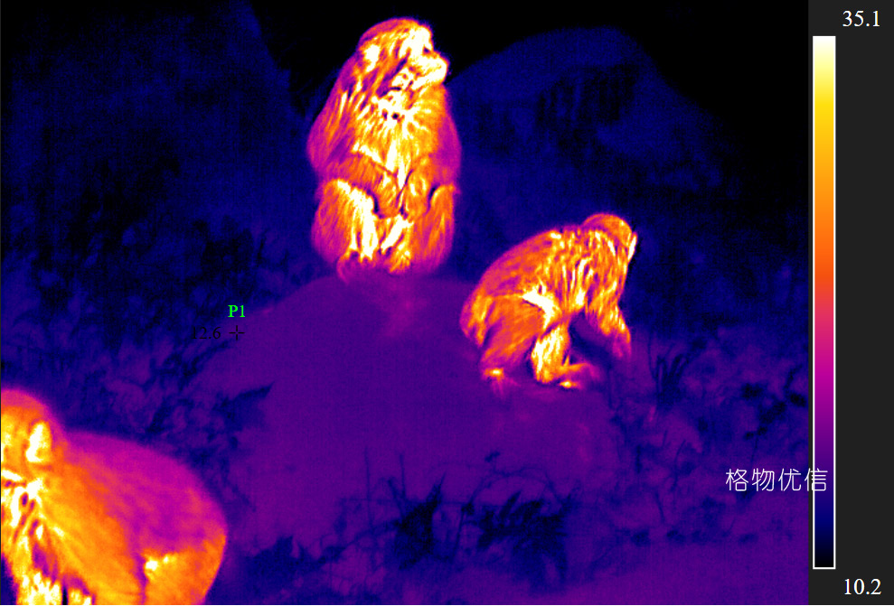 紅外熱像儀在搜救動物中的應(yīng)用