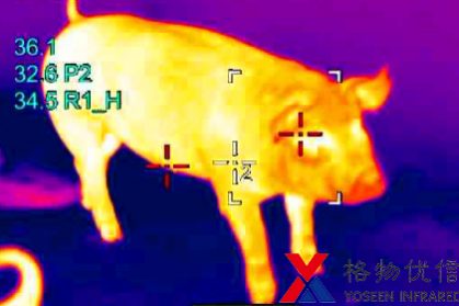 紅外熱像儀用于豬群體溫監(jiān)測