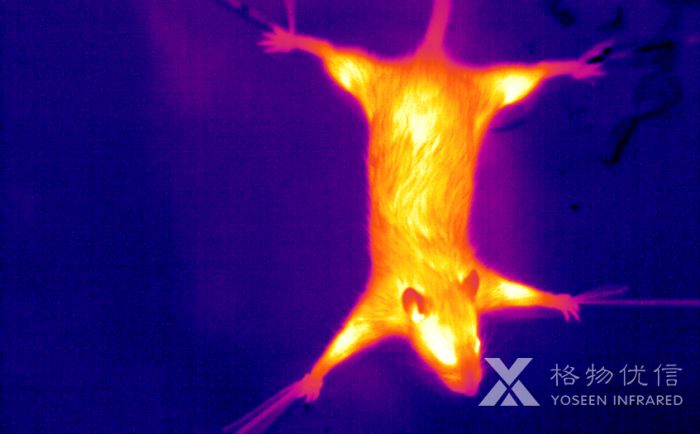 使用格物優(yōu)信紅外熱像儀拍攝的老鼠熱像圖