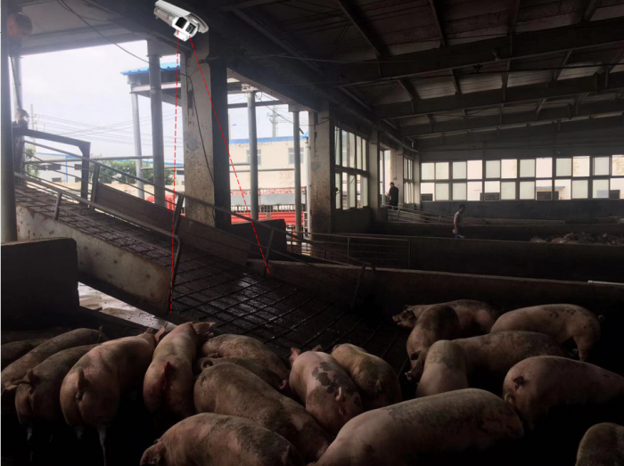 豬場入口處設(shè)備安裝示意圖