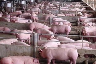 大型養(yǎng)豬場